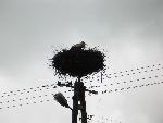 cisna_20080523_121322_058.jpg