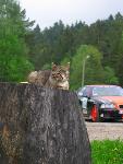 cisna_20080523_171253_112.jpg