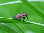 cisna_20080524_105820_140.jpg