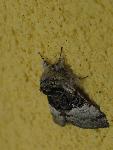 cisna_20080525_081540_256.jpg