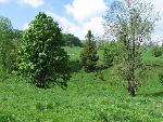 cisna_20080525_085618_260.jpg