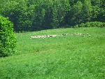 cisna_20080525_085801_265.jpg