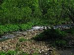 cisna_20080525_093802_273.jpg