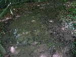cisna_20080525_101335_278.jpg