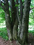cisna_20080525_102203_282.jpg