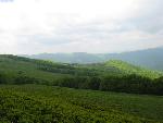cisna_20080525_105006_295.jpg
