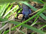 cisna_20080525_112832_312.jpg