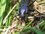 cisna_20080525_112847_313.jpg