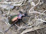 cisna_20080525_113721_318.jpg