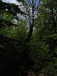 cisna_20080525_122725_337.jpg