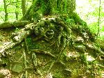 cisna_20080525_122921_338.jpg