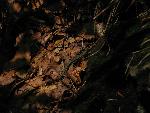cisna_20080525_122956_339.jpg