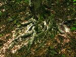 cisna_20080525_123101_340.jpg