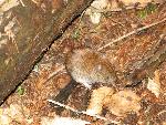 cisna_20080525_124541_344.jpg