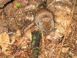 cisna_20080525_124650_346.jpg