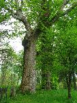 cisna_20080525_132524_361.jpg