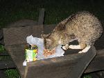 cisna_20080525_192251_401.jpg
