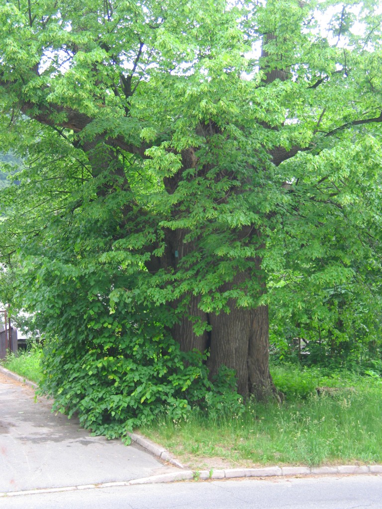 20070602_105749_045-gruba lipa.jpg, galeria Karkonosze_Praga