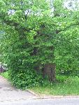 20070602_105749_045-gruba lipa.jpg