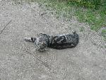 20070602_110530_236.jpg