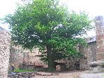 20070602_155258_050-zamek chojnik w sobieszowie.jpg