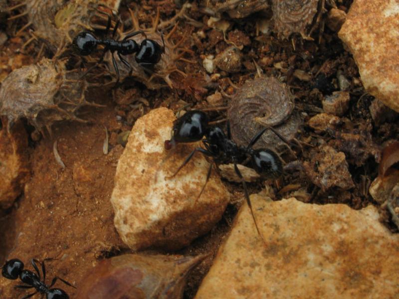 20050831115256 ants of malta.jpg, galeria Malta