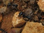 20050831115256 ants of malta.jpg