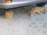 cats of malta.jpg