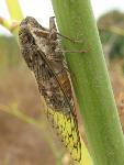 cicada of malta.jpg