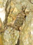crabs of malta.jpg