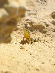 lizards of malta.jpg