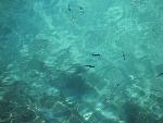 marfa - fishes of malta.jpg