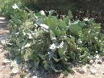 marfa - sieg bay cactus.jpg