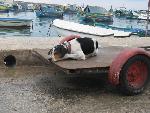 marsaxlokk - dog of malta.jpg