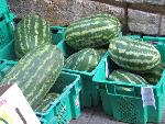 melons of malta.jpg