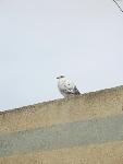 pigeon of malta.jpg