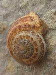 snail of malta.jpg
