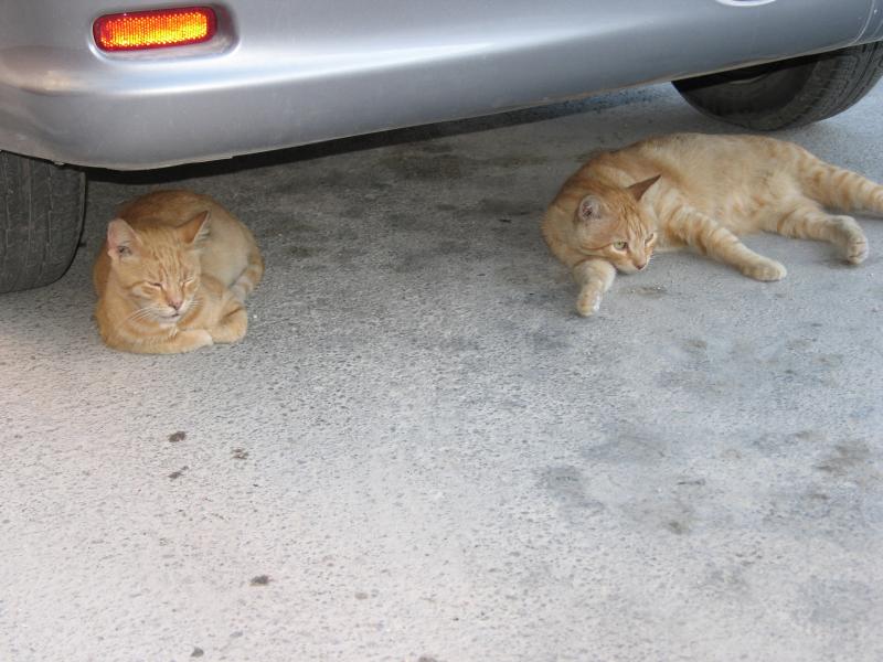 cats of malta.jpg, galeria Malta