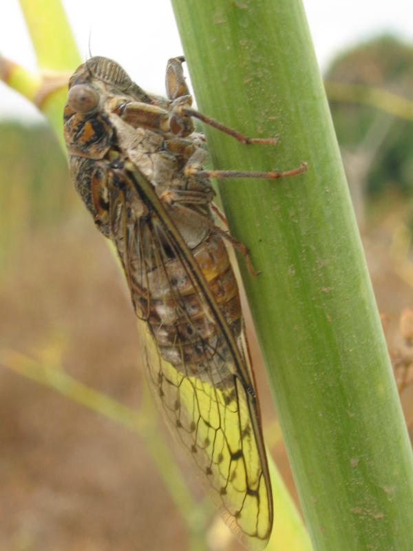 cicada of malta.jpg, galeria Malta