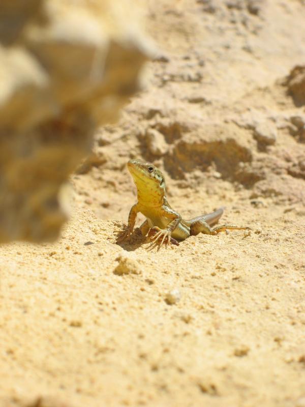 lizards of malta.jpg, galeria Malta