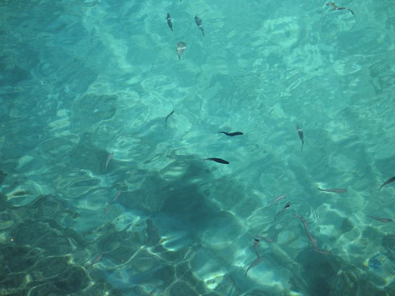 marfa - fishes of malta.jpg, galeria Malta