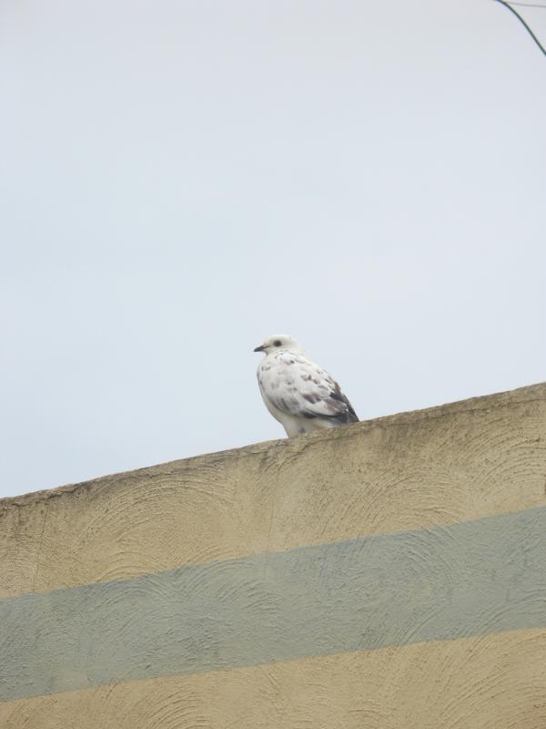 pigeon of malta.jpg, galeria Malta