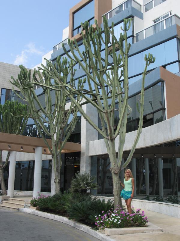 qawra - dolmen hotel.jpg, galeria Malta