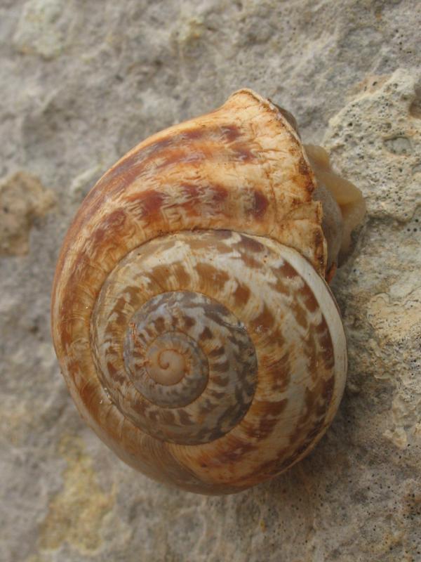 snail of malta.jpg, galeria Malta