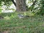 20080712152856_743.jpg