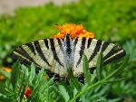 20080713132214_232.jpg