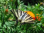 20080713132325_230.jpg