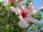 20080717103728_448.jpg