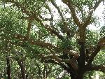 20080717142052_410.jpg