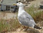 20080719113912-portugalia-gull.jpg
